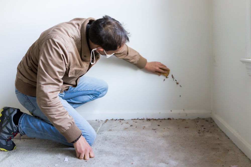 What Are The Signs Of Mold In Your House?
