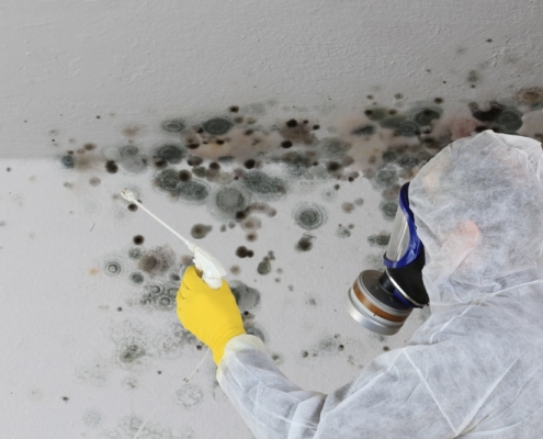 mold assessment, Integrity Home Services LLC