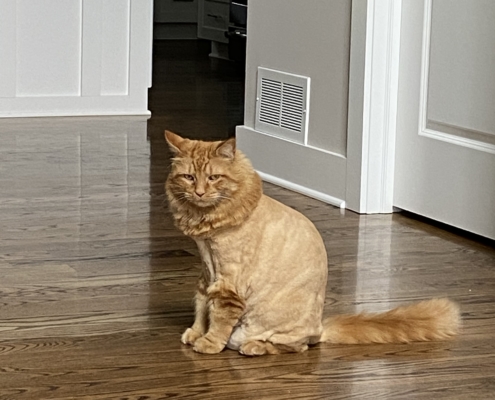 Frankie the Lion King by Endgame Home Inspection Services LLC
