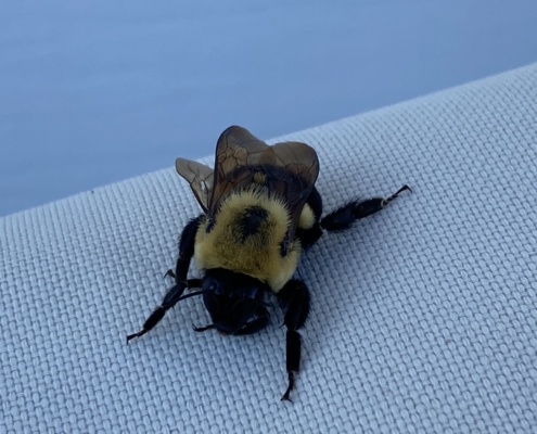 Lounging-Bee-by-endgame-home-inspection-services-llc-syracuse-ny