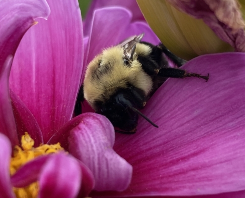ink-Bee-by-Endgame-Home-Inspection-Services-LLC, Syracuse, NY